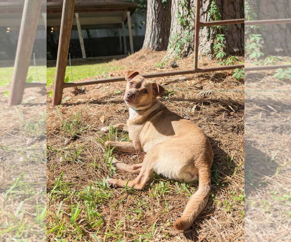 Medium Photo #2 Rat-Cha Puppy For Sale in Oakhurst, NJ, USA