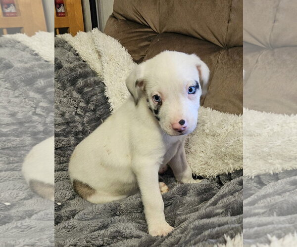 Medium Photo #3 Australian Shepherd-Great Dane Mix Puppy For Sale in Rockaway, NJ, USA