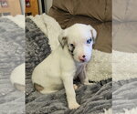 Small #2 Australian Shepherd-Great Dane Mix