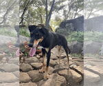 Small #1 Doberman Pinscher Mix
