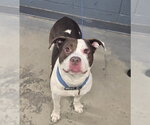 Small Staffordshire Bull Terrier Mix