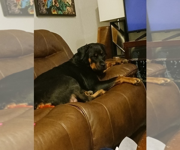 Medium Photo #1 Rottweiler Puppy For Sale in BENSON, NE, USA