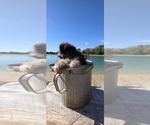 Pup Pup - Male Aussiedoodle Toy Puppy for Sale - Photo #23