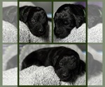 Puppy Bush Goldendoodle