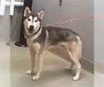 Small Siberian Husky Mix