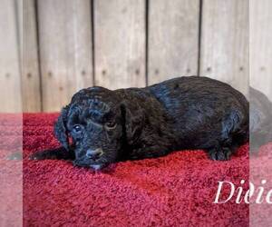 Goldendoodle (Miniature) Puppy for sale in WITHEE, WI, USA