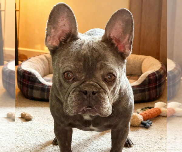 Medium Photo #2 French Bulldog Puppy For Sale in Fort Wayne, IN, USA