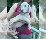 Puppy AKC Misty Great Dane