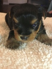 Yorkshire Terrier Puppy for sale in CLAY CITY, KY, USA