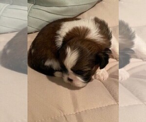 Shih Tzu Puppy for sale in LAWRENCE, MA, USA