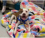 Small American Pit Bull Terrier