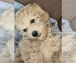 Small Photo #31 Poodle (Toy) Puppy For Sale in LONG GROVE, IL, USA