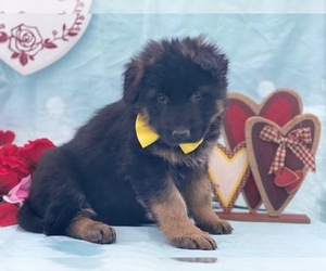 German Shepherd Dog Puppy for sale in LANCASTER, PA, USA