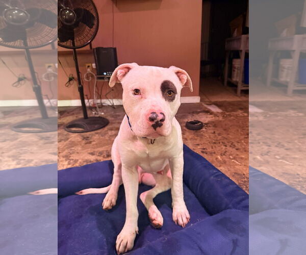 Medium Photo #1 Mutt Puppy For Sale in Rustburg, VA, USA