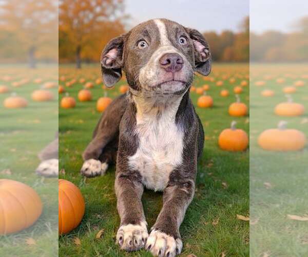 Medium Photo #4 Catahoula Leopard Dog-Unknown Mix Puppy For Sale in Talladega, AL, USA