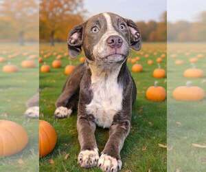 Frannie 26/740 - Female Catahoula Leopard Dog-Unknown Mix Dog for Adoption - Photo #4