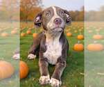 Small Photo #4 Catahoula Leopard Dog-Unknown Mix Puppy For Sale in Talladega, AL, USA