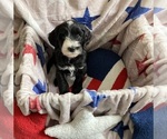 Small #3 Australian Labradoodle-Bernedoodle Mix