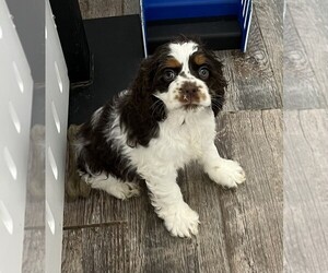Cocker Spaniel Puppy for sale in LOUISVILLE, KY, USA