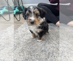 Puppy Chonky Aussie-Poo