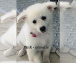 Small Photo #2 Miniature American Eskimo Puppy For Sale in CASHTON, WI, USA