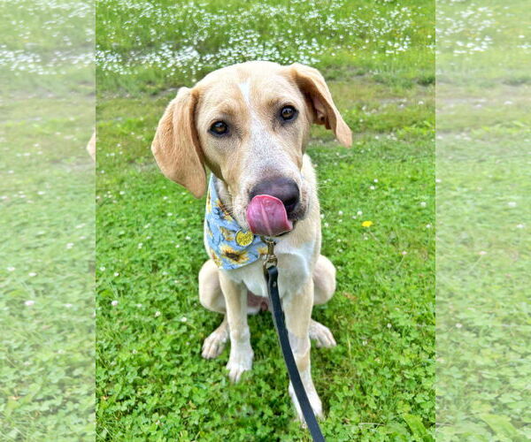 Medium Photo #17 Anatolian Shepherd-Labrador Retriever Mix Puppy For Sale in Fultonham, NY, USA