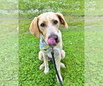 Small #16 Anatolian Shepherd-Labrador Retriever Mix