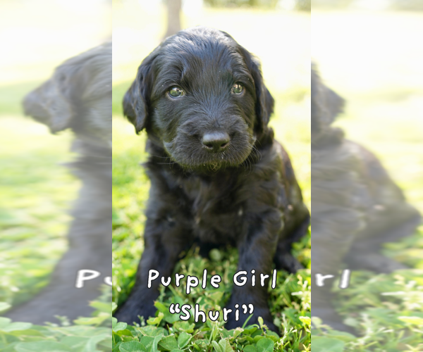 Medium Photo #11 Goldendoodle Puppy For Sale in MATTHEWS, NC, USA