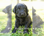 Small #10 Goldendoodle