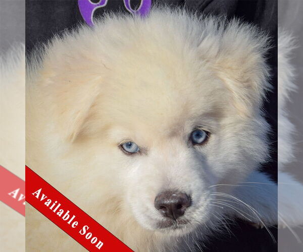 Medium Photo #1 Pomsky Puppy For Sale in Huntley, IL, USA