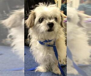 Shih Tzu-Unknown Mix Dogs for adoption in Riverside, CA, USA