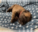 Small Photo #246 Belgian Malinois Puppy For Sale in REESEVILLE, WI, USA