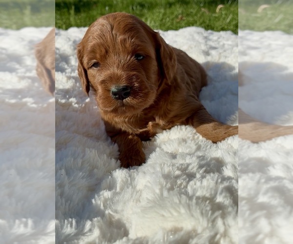 Medium Photo #2 Goldendoodle (Miniature) Puppy For Sale in RANDOLPH, WI, USA
