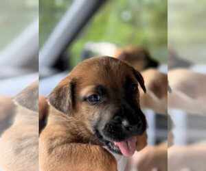 Labrador Retriever-Unknown Mix Dogs for adoption in Holly Springs, NC, USA