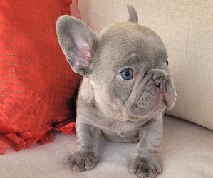French Bulldog Puppy for sale in LAS VEGAS, NV, USA