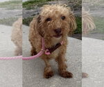 Small #8 Shih-Poo