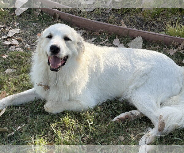 Medium Photo #7 Great Pyrenees Puppy For Sale in Spring, TX, USA