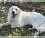 Small #6 Great Pyrenees