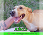 Small #2 American Staffordshire Terrier-Catahoula Leopard Dog Mix