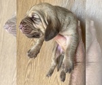 Small #2 Bloodhound