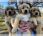 Puppy 6 Golden Retriever