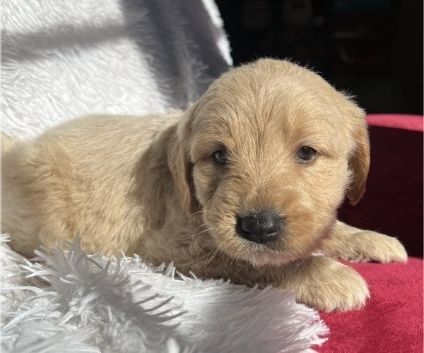 Medium Photo #9 Goldendoodle Puppy For Sale in SAN FERNANDO, CA, USA