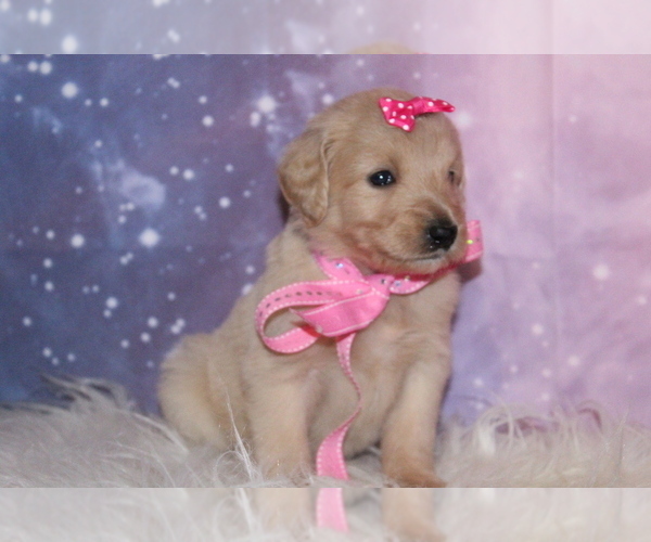 Medium Photo #8 Goldendoodle Puppy For Sale in KISSIMMEE, FL, USA