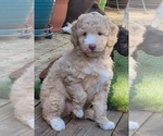 Small Photo #9 Aussie-Poo-Poodle (Miniature) Mix Puppy For Sale in PIONEER, CA, USA
