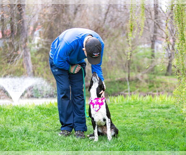 Medium Photo #11 Mutt Puppy For Sale in Unionville, PA, USA