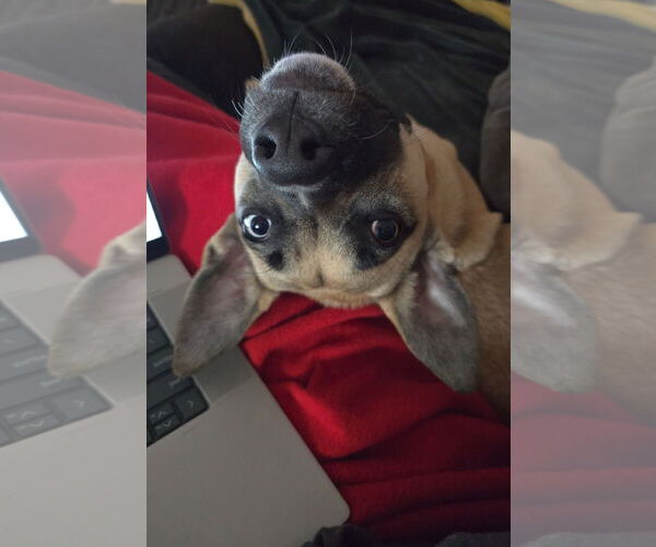 Medium Photo #4 Black Mouth Cur-Unknown Mix Puppy For Sale in Fort Collins, CO, USA