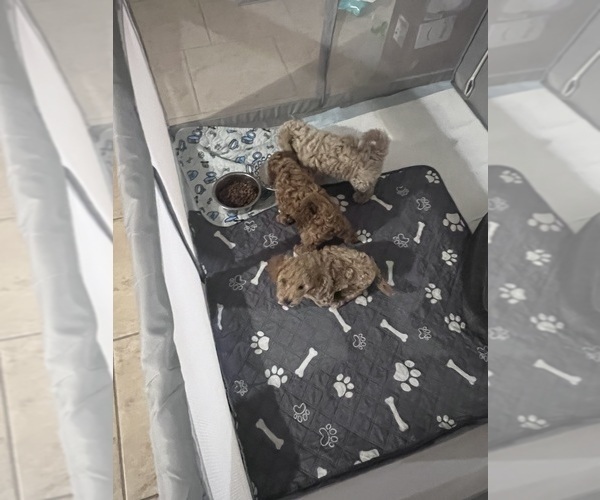Medium Photo #1 Poodle (Toy) Puppy For Sale in SACHSE, TX, USA