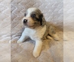 Small #14 Aussiedoodle