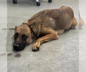 Mutt Dogs for adoption in Camarillo, CA, USA