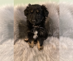 Australian Shepherd Puppy for sale in BEECH GROVE, IN, USA